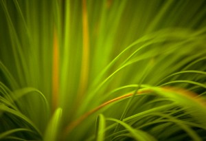 Beautiful Grass Detail of grass tree foliage