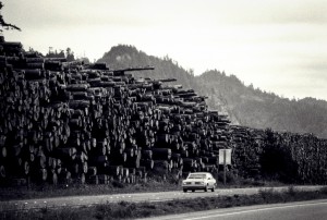 Big Timber Giant walls of redwood timber along the highway in Washington State, USA. This area is home to the tallest trees in the world. The scale of forestry operations here is vast.