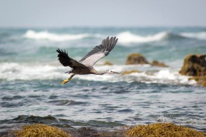 Cormorant Cormorant flying on a beach near Lorne, on the Great Ocean Road, Victoria.