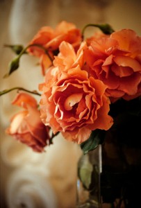 Roses Dusty pink roses in a white room.