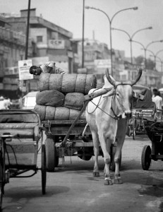 Ox and cart Ox and cart, New Delhi, India