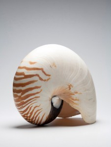 Nautilus Shell Nautilus shell