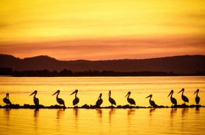 Pelican Wall Wall of pelicans on the Clarence River at Iluka, Northern NSW.