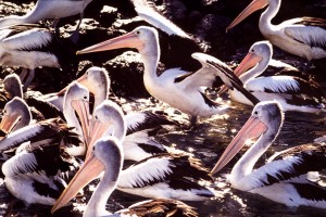 Pelicans Pelicans waiteing fro scraps from the trawler fleet, Iluka NSW