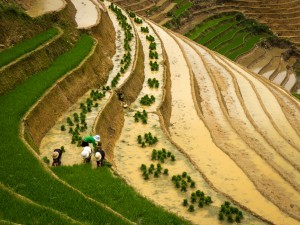Rice Terraces Farm workers planting rice on the terraces of the hills near Sapa in Northern Vietnam.