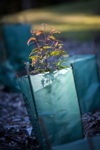 Sapling Native sapling, planted as part of a bush regeneration project, undertaken by WSN Environmental Solutions.