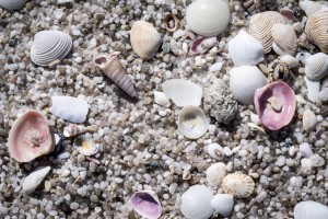 Shells on Beach Shells and pebbles on a beach in Tasmania.