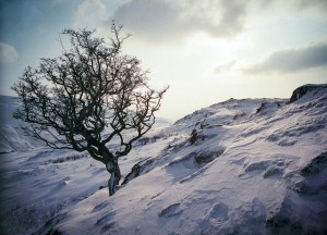 Snow Tree Tree in the frozen landscape of Cumbria's Lake District in Northern England.
